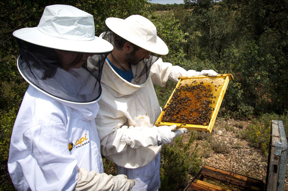Os colocaréis los equipos de protección y visitaréis el colmenar, reconociendo cada tipo de abeja, su trabajo y su fantástico mundo.


Más info