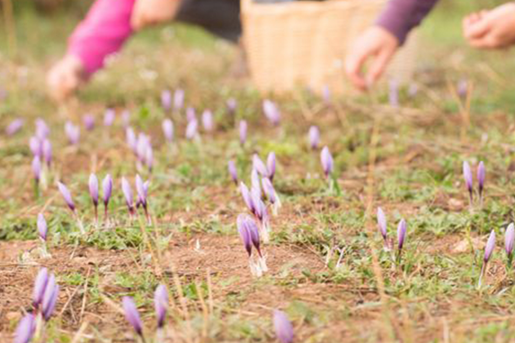 We are committed to nature. Visit to a saffron field in flowering and harvesting. Product tasting and flower removal.
More info