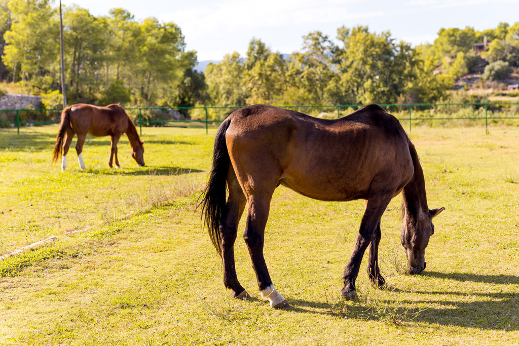 You will be able to enjoy and get to know the environment back of a horse, being able to reserve his barbecue and stay to eat having a good day with family or friends.

More info